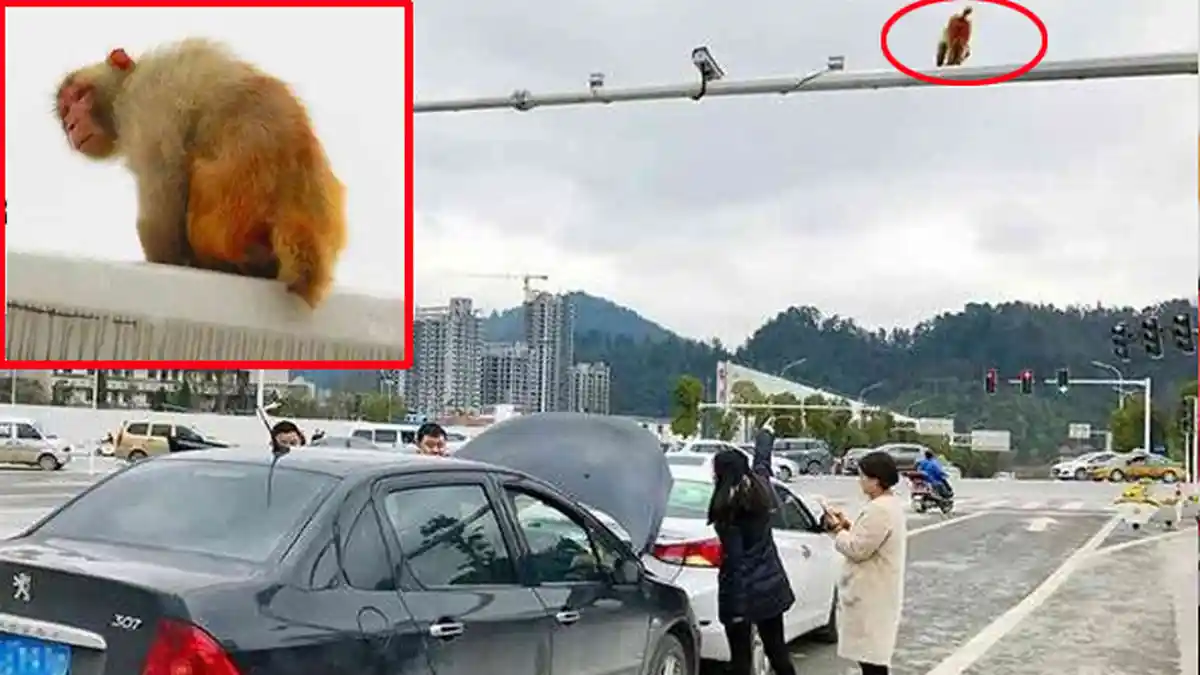 Mendadak Injak Rem Hingga Sebabkan Kecelakaan,Wanita Ini Mengira Pantat Monyet Sebagai 'Lampu Merah'