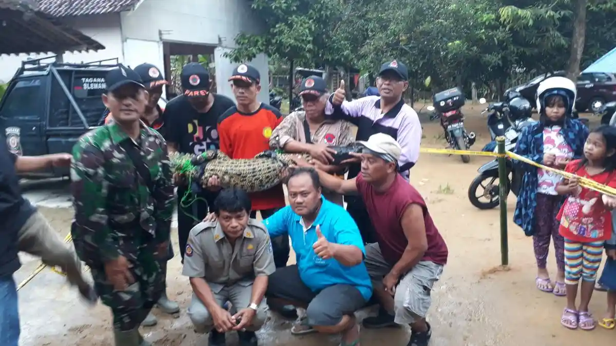 VIDEO : Inilah Rekaman Perburuan Buaya Lepas di Kali Soka Kwagon Godean