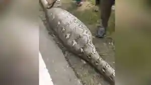 seekor-ular-piton-raksasa-memangsa-sapi-warga.jpg
