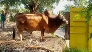 Cerita-Peternak-Sapi-Kurban-dari-Presiden-Prabowo-di-Bengkulu-Tengah-Dipelihara-Selama-6-Tahun.jpg