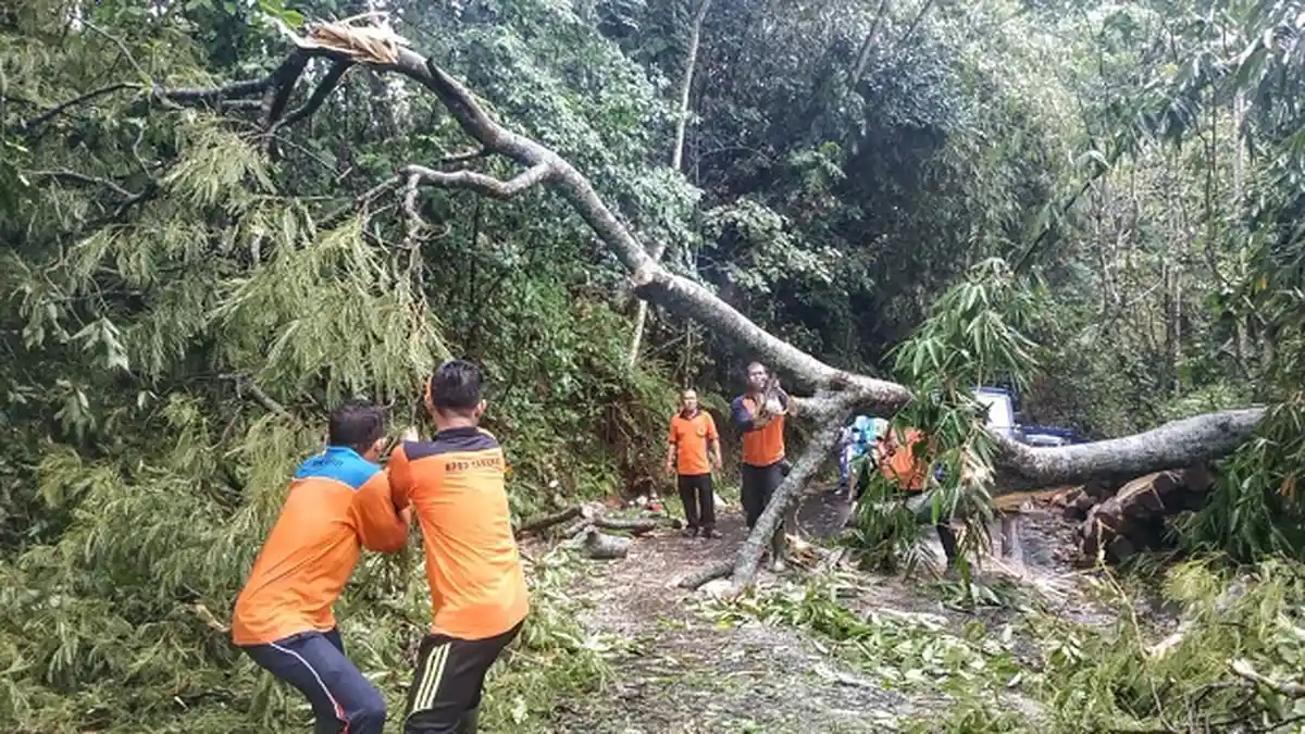 Dua Pohon Tumbang Usai Hujan Deras Mengguyur Tabanan, Satu Pohon Timpa Kabel PLN