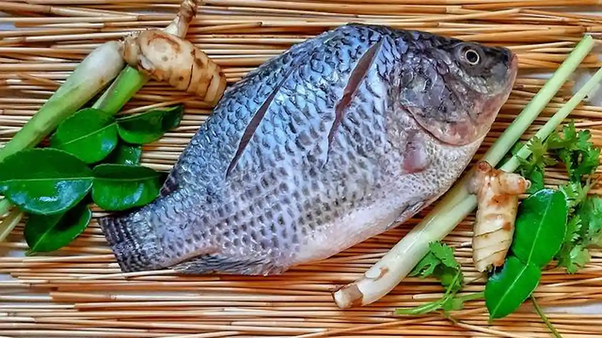 Siapa Sangka, Konsumsi Ikan Mujair Ternyata Dapat Turunkan Kolesterol Hingga Cegah Risiko Stroke