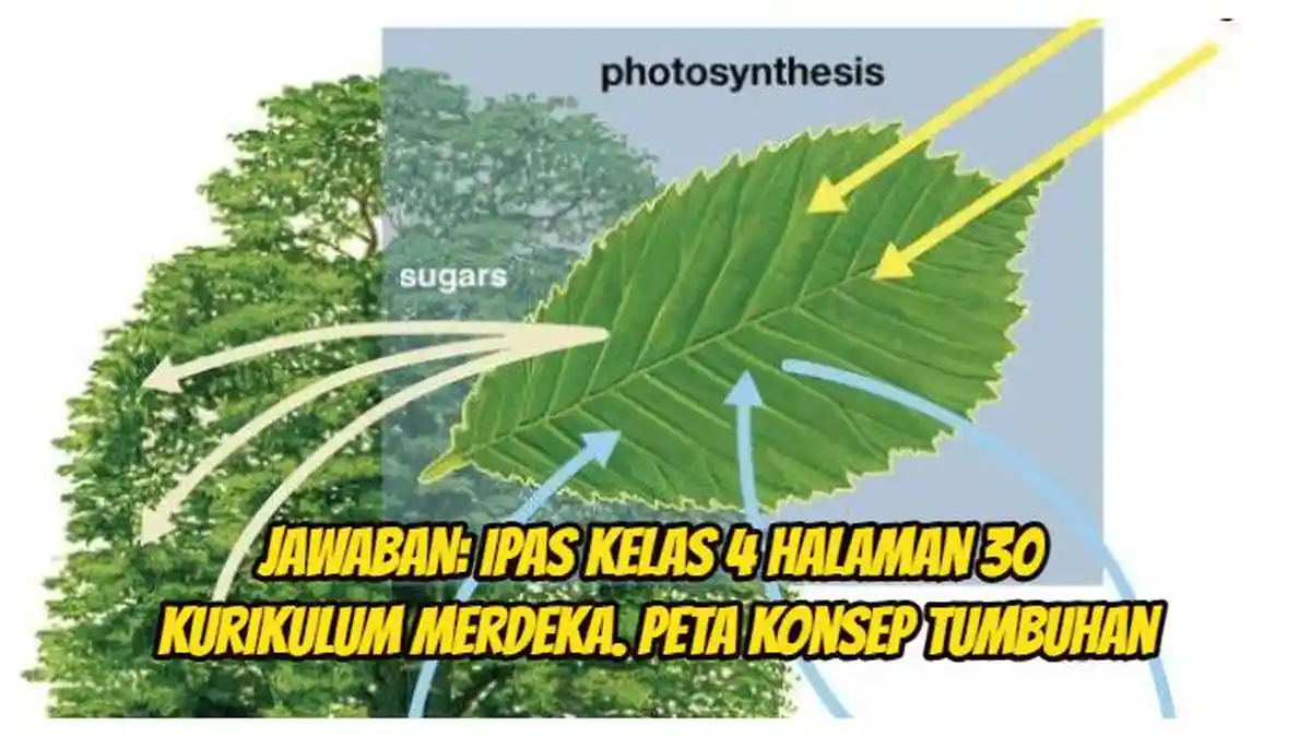 JAWABAN: IPAS Kelas 4 Halaman 30 Kurikulum Merdeka. Peta Konsep Tumbuhan
