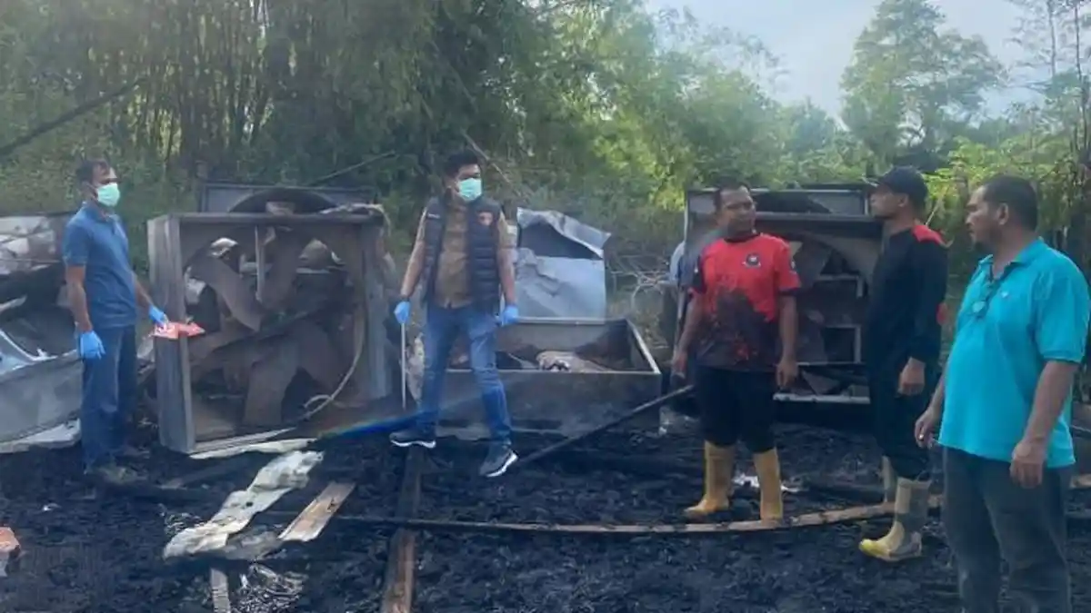 Empat Kandang Ayam Broiler di Pidie Jaya Terbakar, Kerugian Capai Rp 1 Miliar