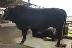 Presiden-Prabowo-Subianto-memilih-seekor-sapi-jenis-brangu.jpg