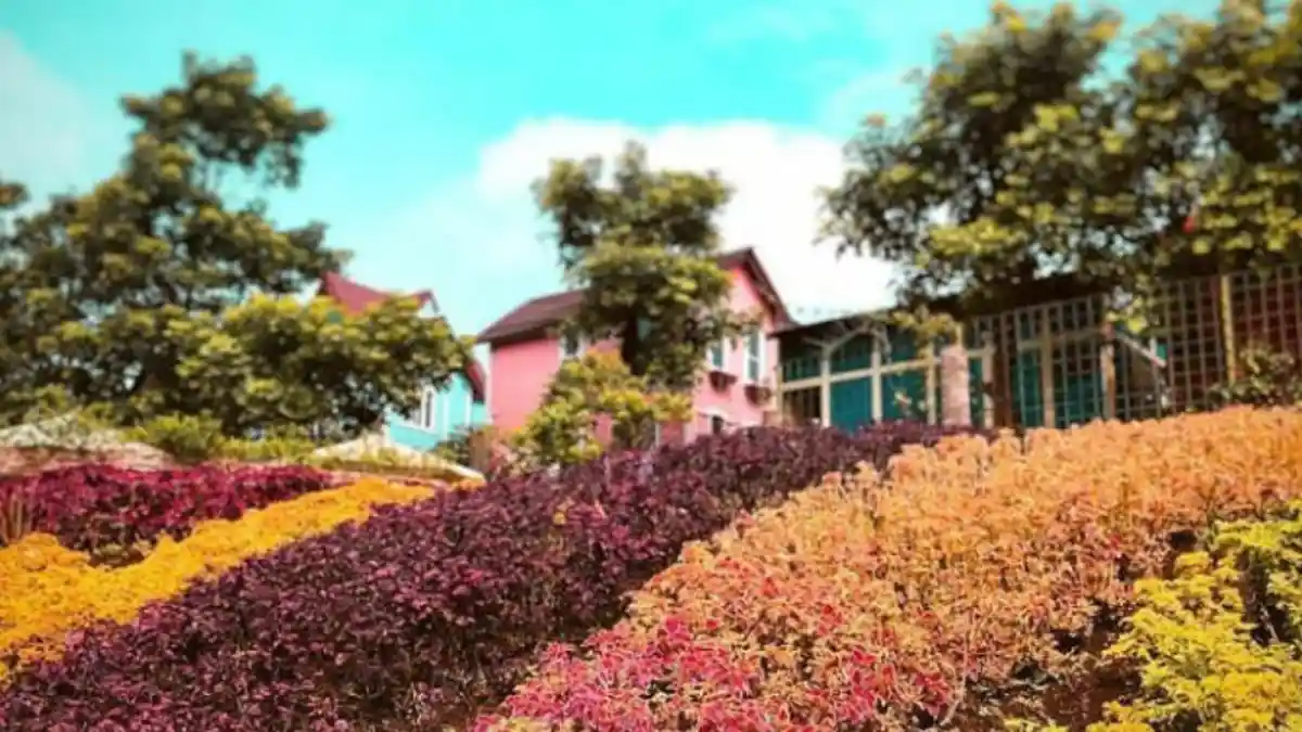 Tempat Wisata di Bandung, Indahnya Hamparan Bunga di Rainbow Garden Lembang