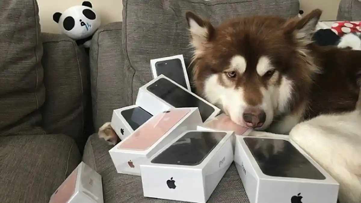 SEMOGA WARAS! Anak Orang Terkaya di China Ini Belikan 8 iPhone 7 untuk Anjingnya