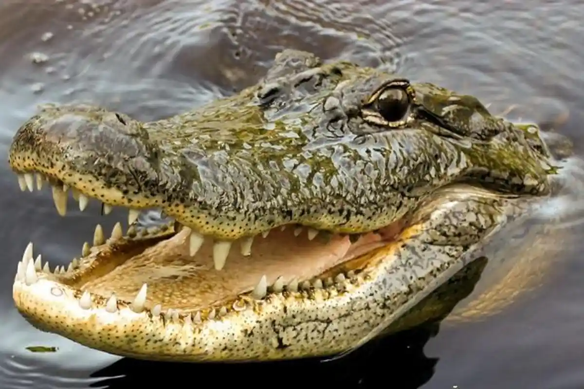 Warga Bunuh dan Bedah Perut Buaya yang Telan Nelayan, Ini yang Mereka Temukan di Dalamnya
