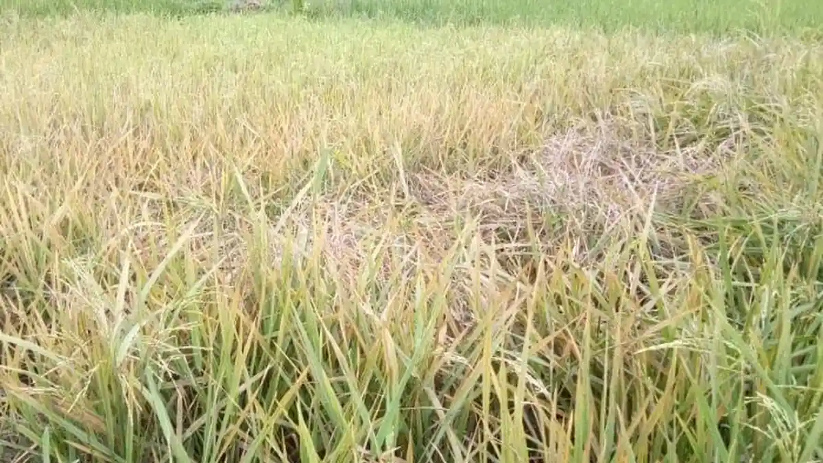 Petani di Simeulue Resah Tanaman Padi Hampir Panen Diserang Hama