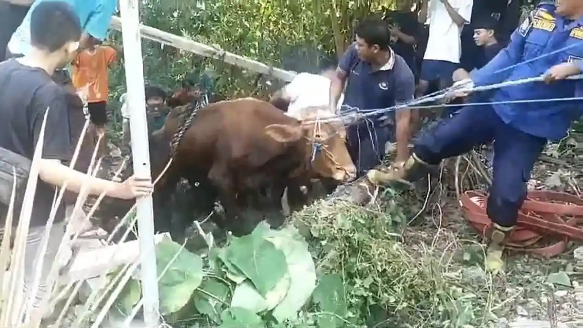 Sapi Kurban Ngamuk Lompat Masuk Parit di Gresik