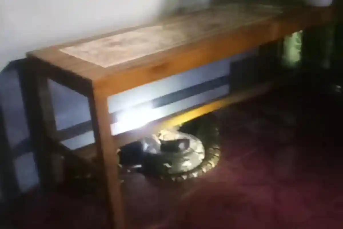 Ular Piton sepanjang Lima Meter Sembunyi di Teras Rumah Warga Gresik