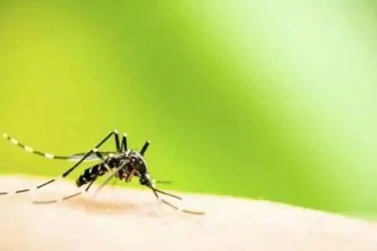 Kenali Gejala Penyakit Demam Berdarah Dengue (DBD), Muncul di Musim Hujan