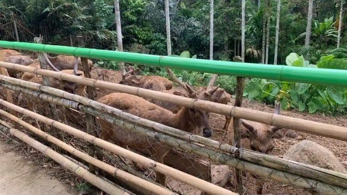 Arti Mimpi Melihat Kijang, Siap-siap Jatuh Cinta