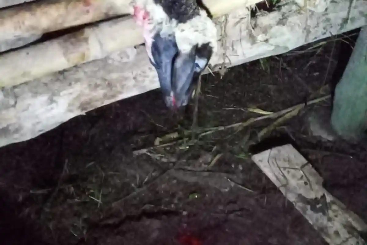 Kasus Teror Anjing Liar Mangsa Kambing, Camat Pasawahan Pastikan Masyarakat Kondusif