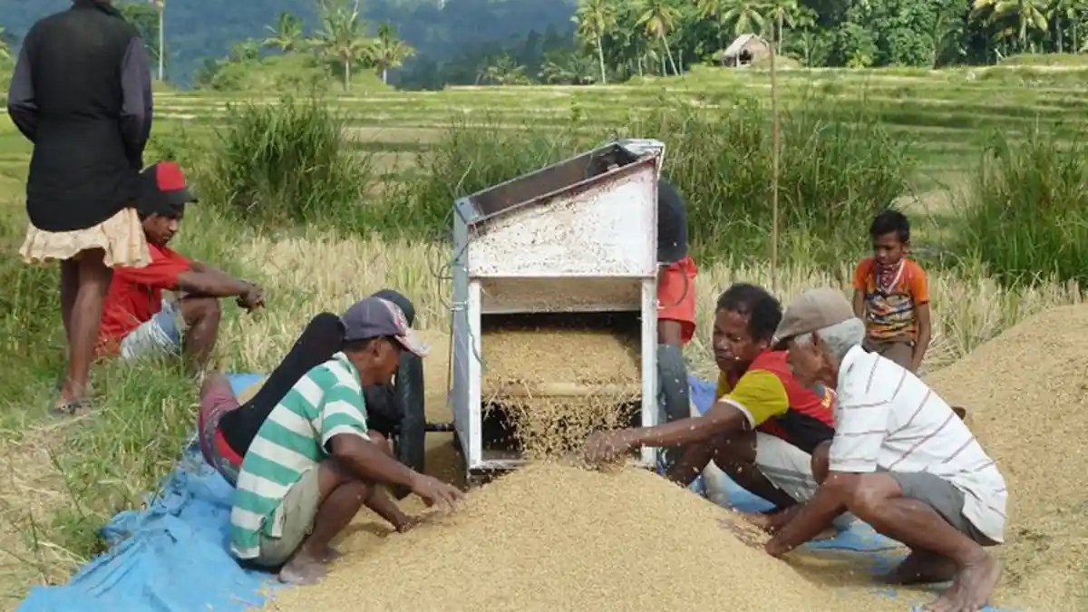 Kehidupan dan Pemerintahan di Sawah Timor Leste