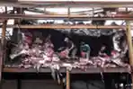 Pascakebakaran Jongko Buah di Pasar Induk Caringin Bandung