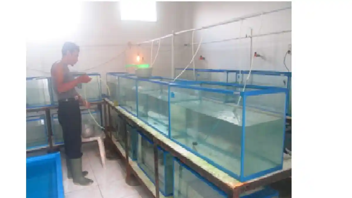 BBI Sungailiat Berhasil Pijahkan Ikan Baung Secara Alami - ikan-baung-2_20160420_161618.jpg