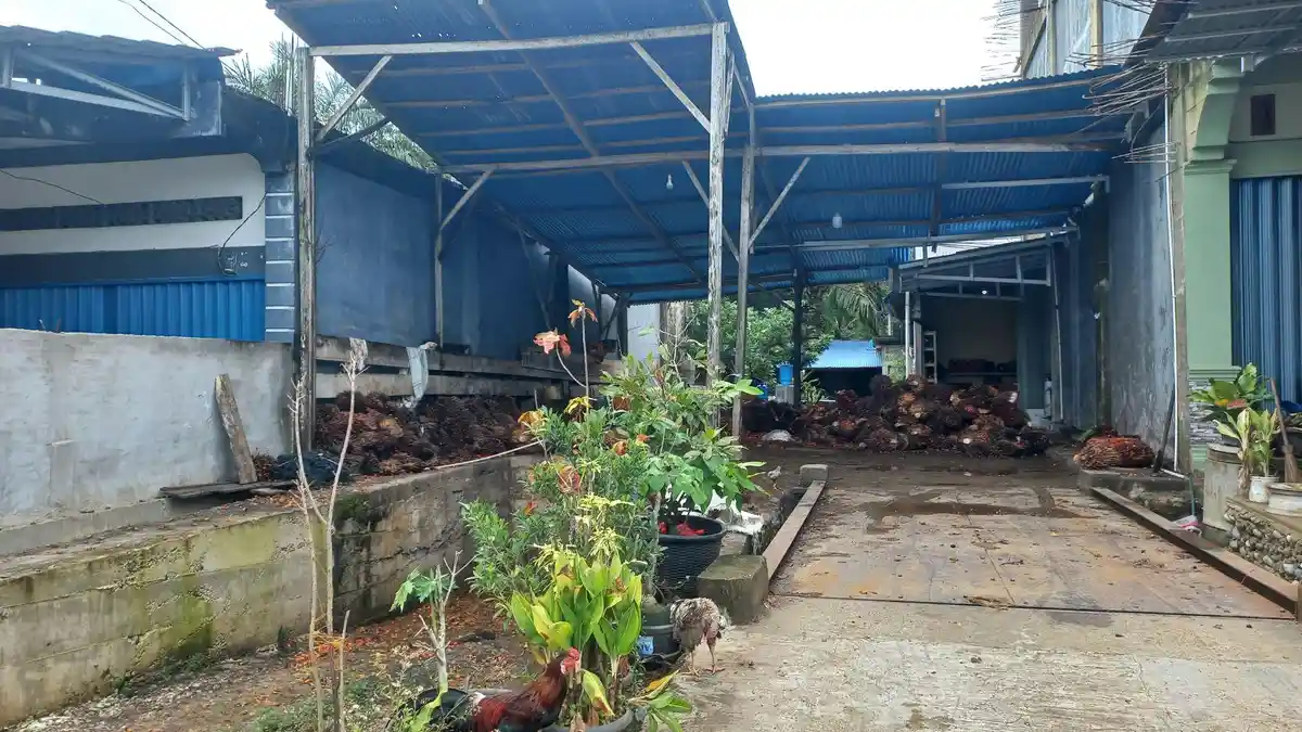 Update Harga TBS Sawit Hari Ini di Bengkulu Selatan dan Kaur, Dua Pabrik Kembali Naikan Harga