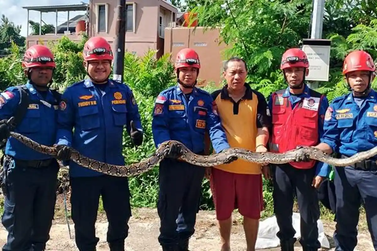 Warga Api-Api Bontang Diserang Ular Piton saat Kerja Bakti, Begini Kronologinya