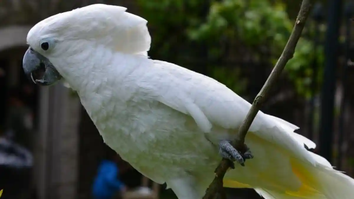 Inilah Dua Jenis Burung Indonesia yang Paling Diincar di Pasar Gelap