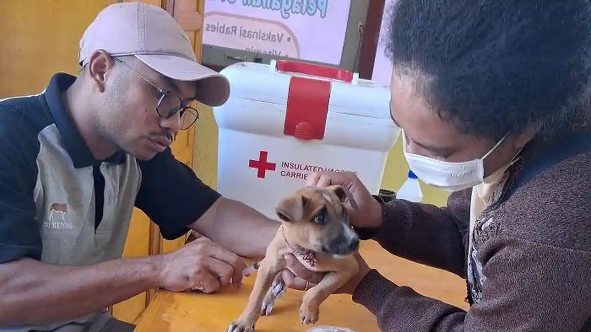 Enam Orang Warga Manggarai Timur Meninggal Dunia Akibat Rabies