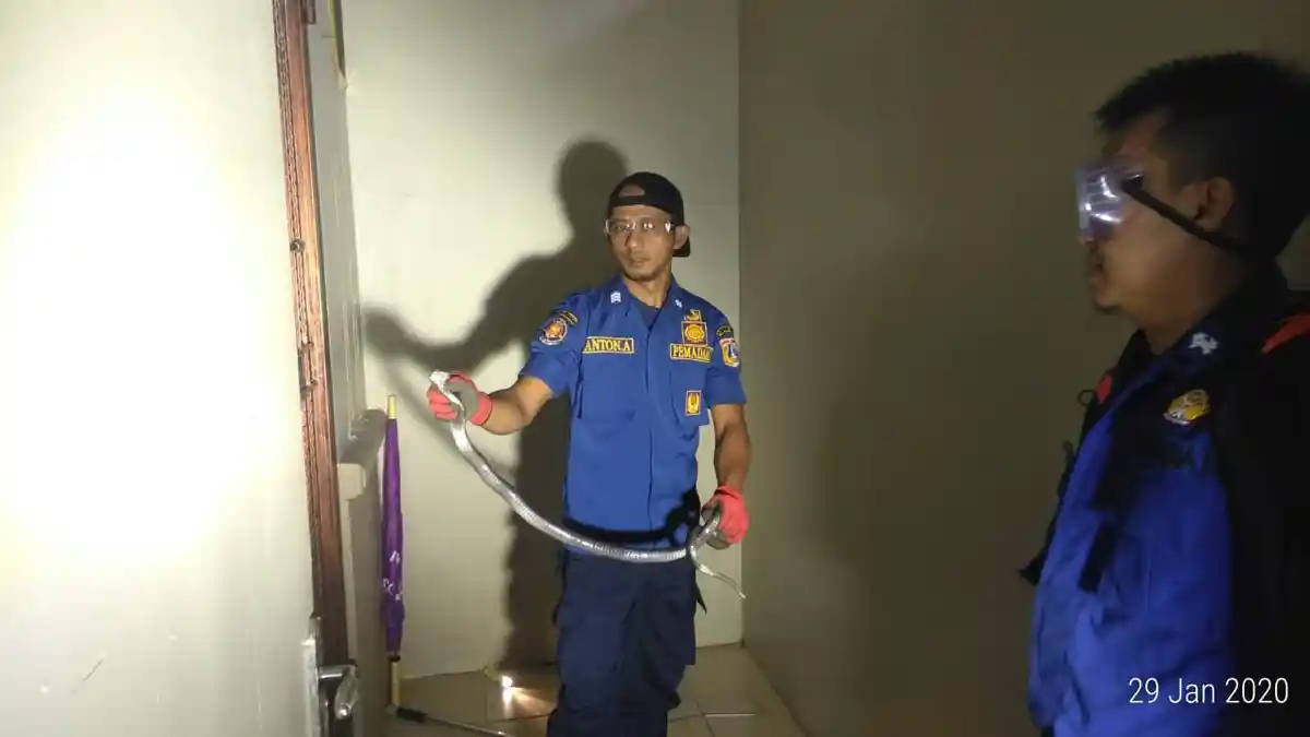 Petugas Damkar Jakarta Barat Evakuasi Ular Kobra Ukuran 1 Meter