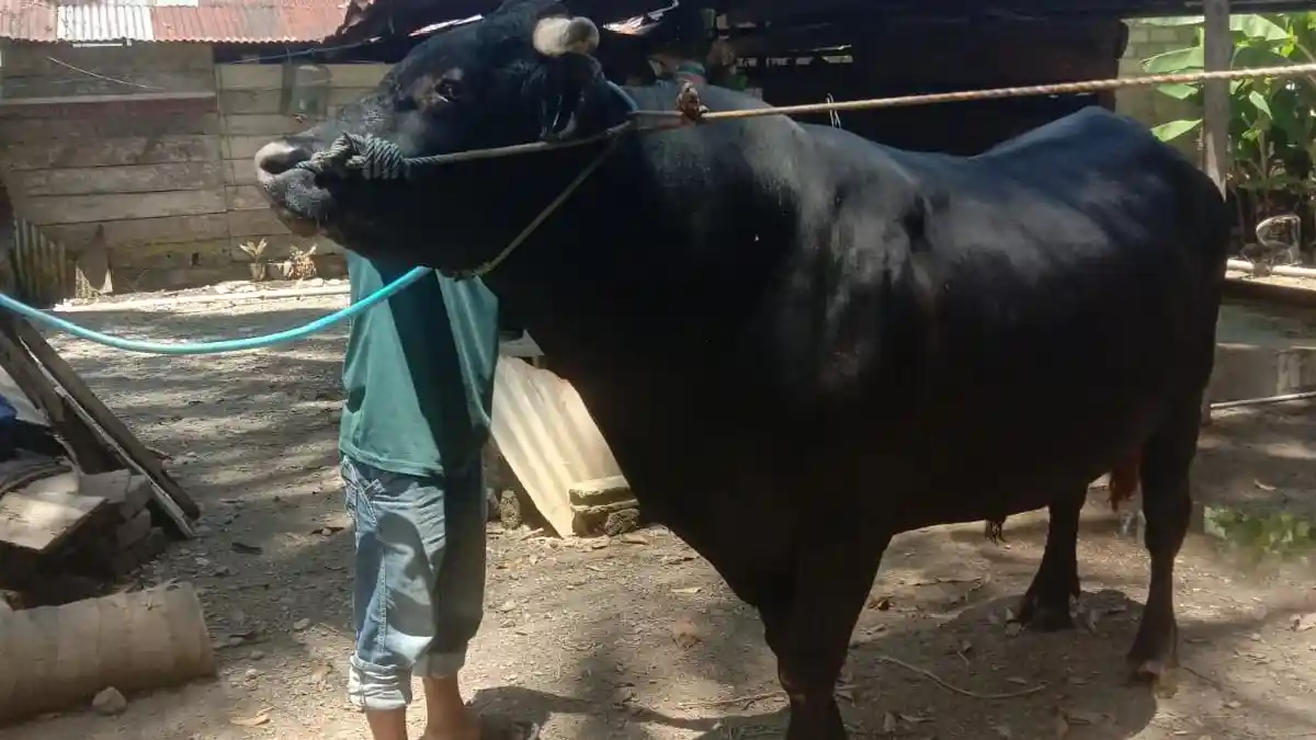 Sapi Milik Darwin Peternak Pasangkayu Jadi Pilihan Presiden Prabowo untuk Kurban Idul Adha