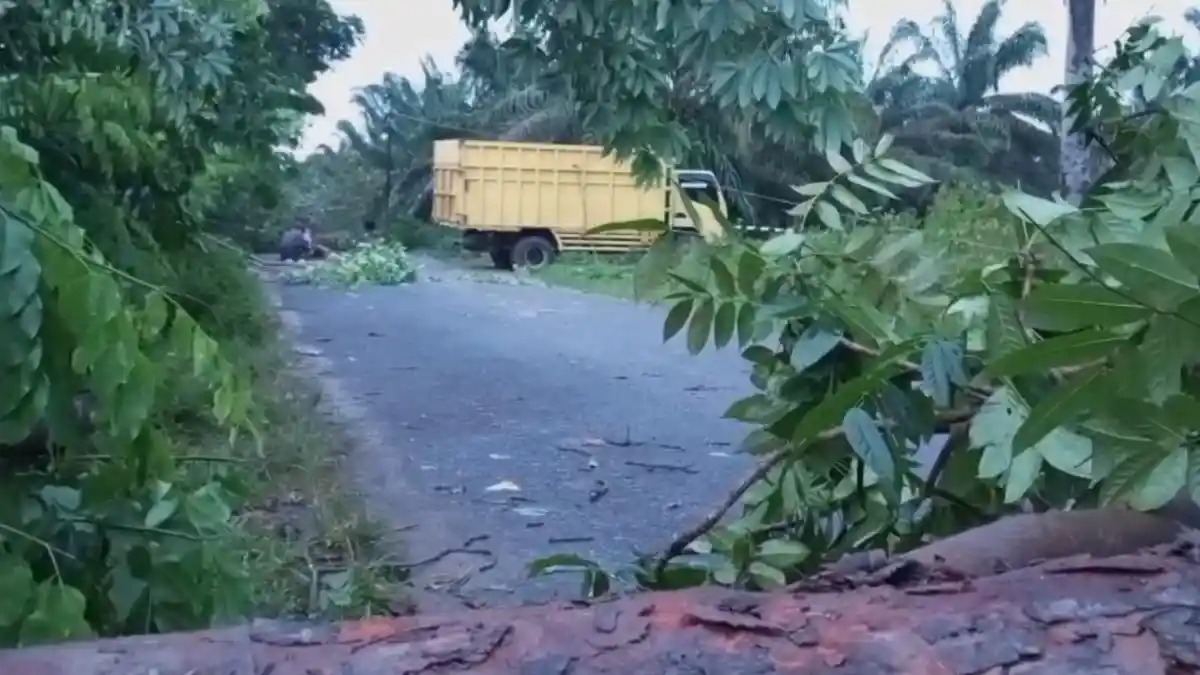 Truk Terjebak di Jalan Besar Rawang Panca Arga Kisaran, Jalan Tertutup Akibat Pohon Tumbang