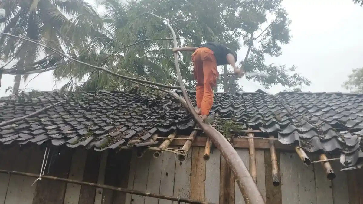 Hujan Disertai Angin, Pohon Albasia Tumbang Timpa Satu Rumah di Wonosobo