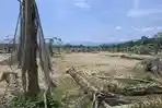 Lumpur Mengering, Lahan Pertanian dan Perkebunan di Aceh Tamiang tak Bisa Digarap