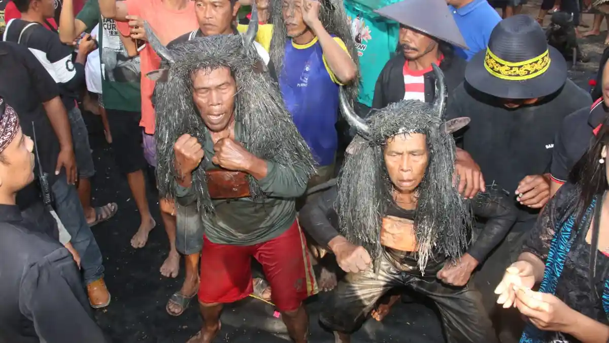 Para Petani Kerasukan Roh Gaib, Bertingkah Layaknya Kerbau jadi Atraksi Wisata