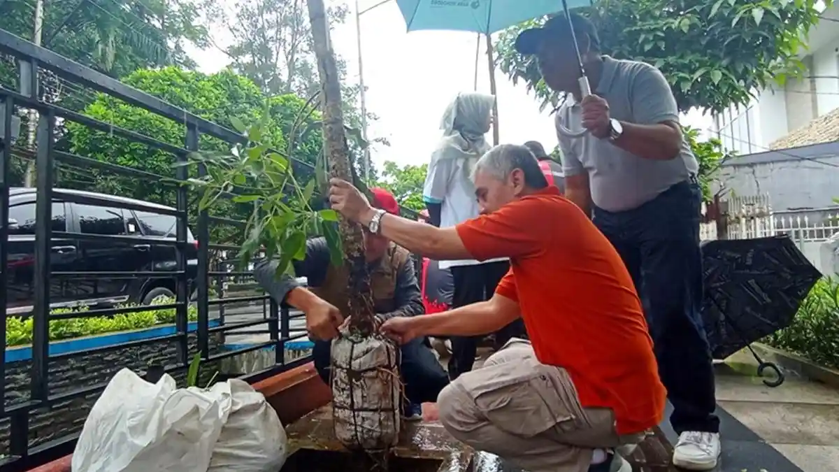 Percantik Wajah Kota, Pemkab Wonosobo Tanam Pohon Tabebuya di Pinggir Jalan Diponegoro