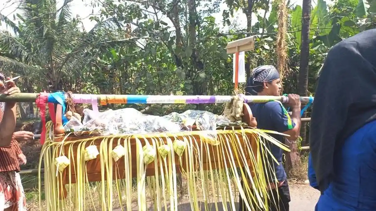 Ramainya Festival Jondang di Kawak Kabupaten Jepara, Ada Makna Jodone Ngandang