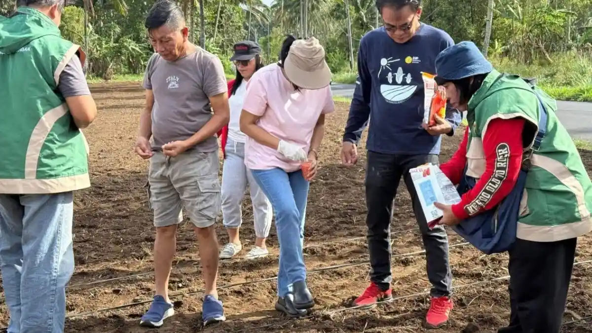 Pemkab Mitra dan Penyuluh Kementerian Tanam Jagung, Komitmen Dukung Program Ketahanan Pangan
