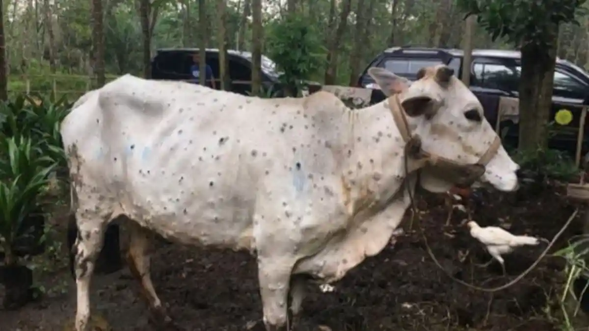Penyakit Lumpy Skin Disease pada Sapi Terdeteksi di Indonesia, Benarkah Bisa Menular ke Manusia?