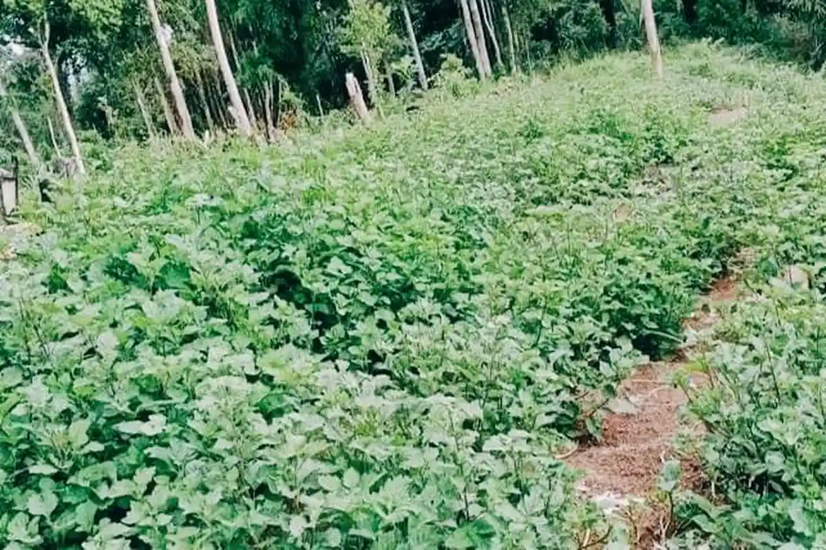 Harga Terkini Minyak Nilam di Minahasa Sulut, Makin Anjlok Bikin Petani Nyaris Tak Dapat Untung