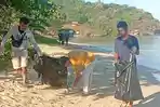 Aksi-pembersihan-Pantai-Pede-di-Labuan-Bajo-Manggarai-Barat.jpg