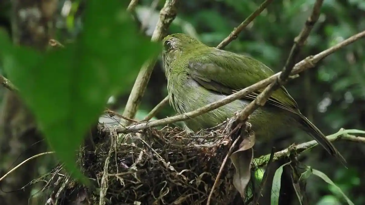 Arti Mimpi Sarang Burung, Ternyata Bisa Menjadi Pertanda Buruk, Berikut Tafsirannya