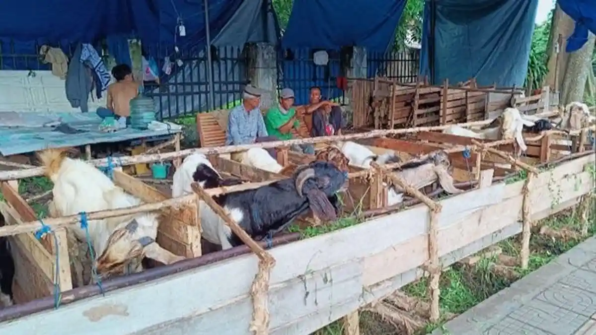 Jelang Iduladha 1447 H, Stok Hewan Kurban di OKI Melimpah dan Terjamin Kesehatannya