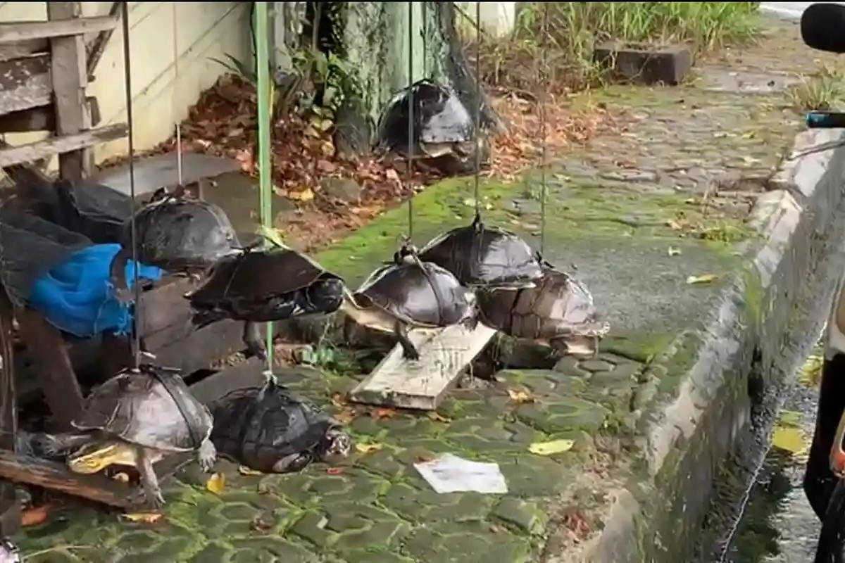 Beredar Video Kura-Kura digantung dan diperjualbelikan, BKSDA Sumatera Selatan Sidak ke Lokasi