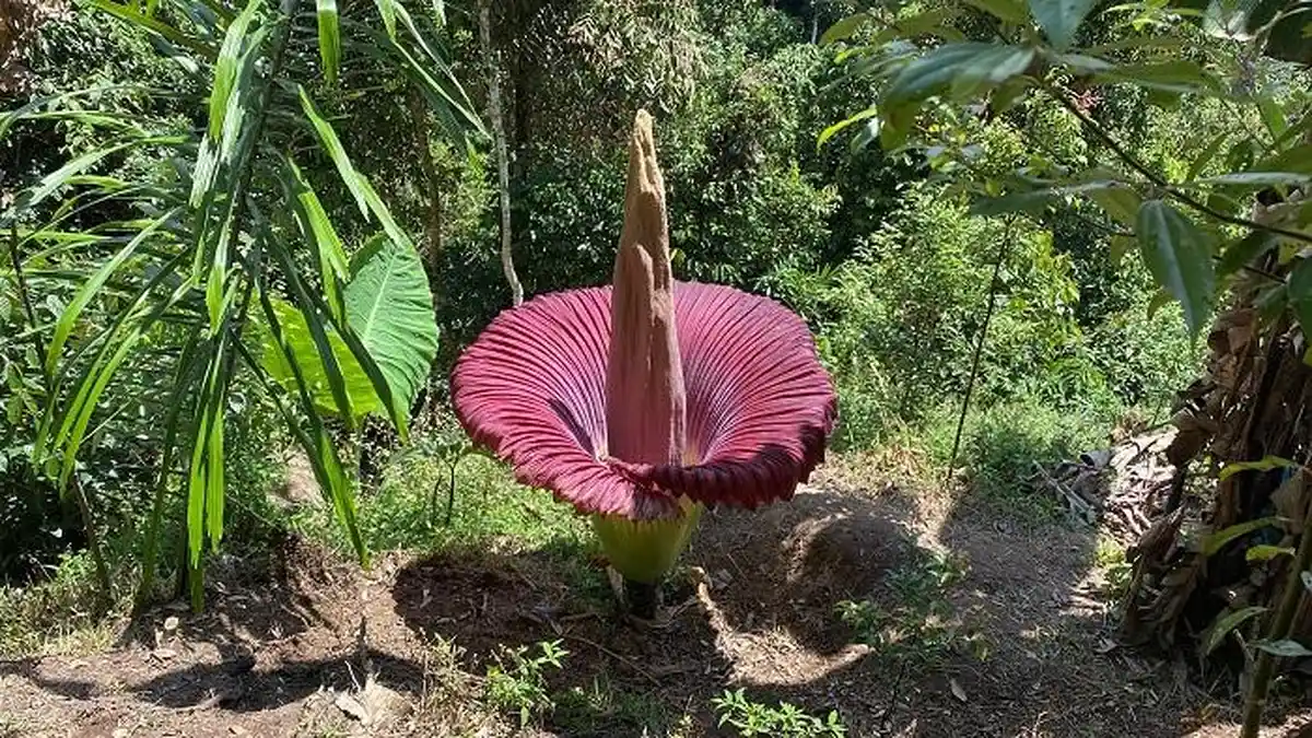Bunga Bangkai Amorphophallus Titanum kembali Mekar di Palupuh Agam, Tingginya 2,6 Meter