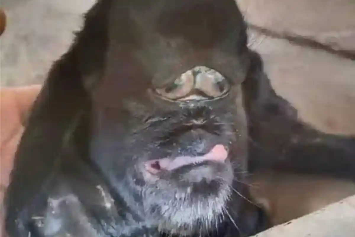 Kambing Lahir Berwajah Gorilla Gegerkan Warga Kabupaten Polman