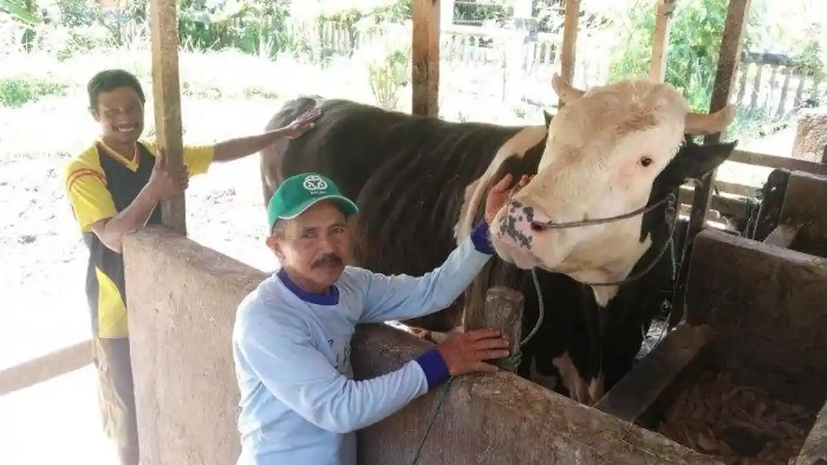 4 Fakta Sapi-sapi Jokowi di Idul Adha 2020, Tidur di Karpet Jutaan, Mandi Siang agar Tak Masuk Angin