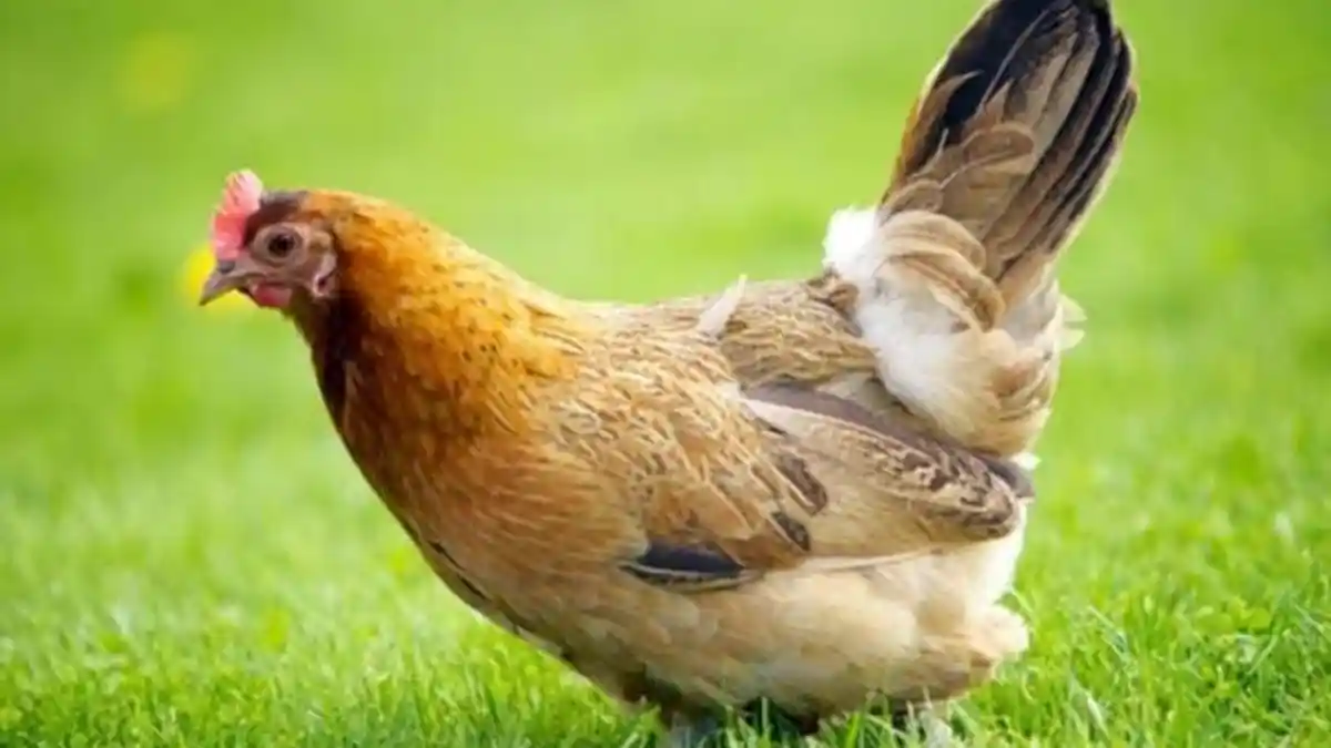 Pria Ini Ditangkap seusai Tetangga Merekamnya Lakukan Adegan Tak Senonoh dengan Ayam Betina