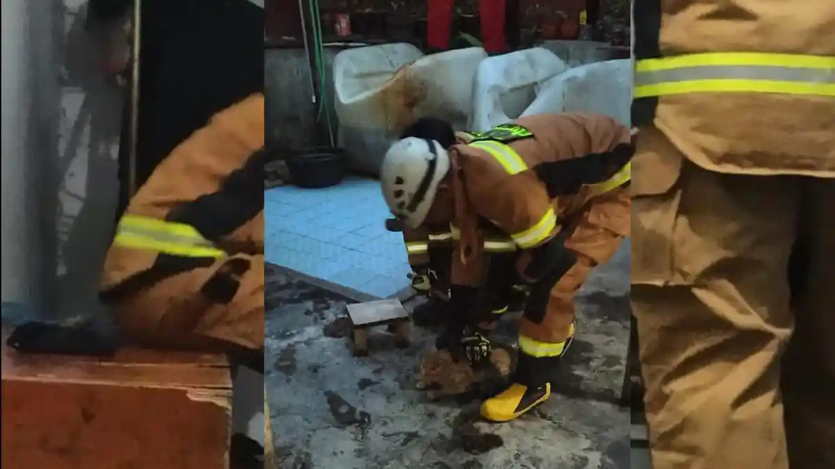 Detik-detik Kucing Liar di Cimanggung Sumedang Lukai 4 Orang, 1 Korban Alami 17 Jahitan