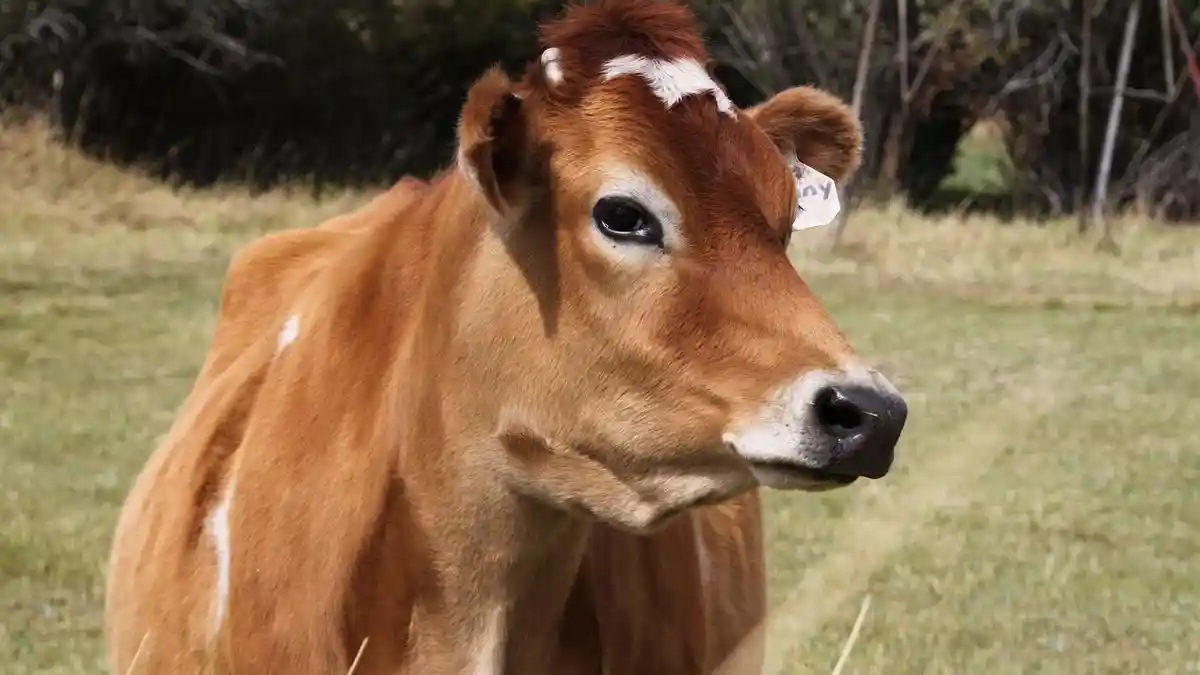 5 Arti Mimpi Tentang Sapi Menurut Primbon, Cerminan Kemakmuran di Kehidupan Nyata