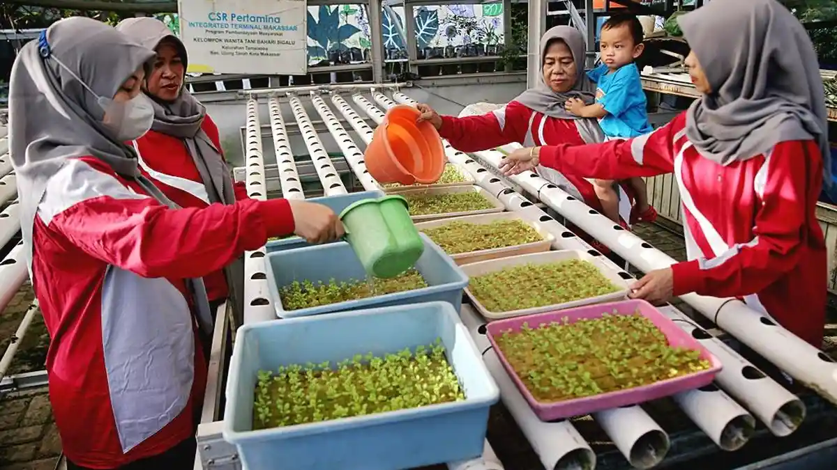 Transformasi Hijau Tamalabba, Ketika Sampah dan Surya Menjadi Solusi - Hidroponik-Bertenaga-Surya.jpg