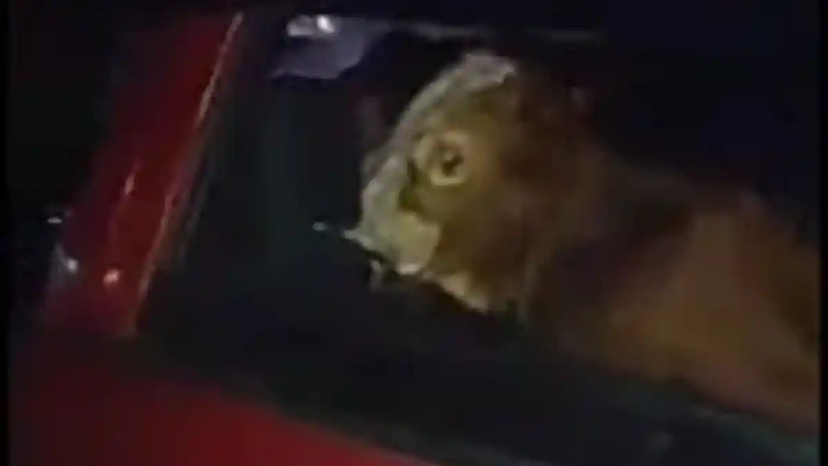 Terpergok Curi Anak Sapi Pakai Mobil, Pria Ini Kabur Tinggalkan Anaknya Dihajar Warga