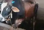 Calon-sapi-kurban-presiden-RI-untuk-Karimun.jpg
