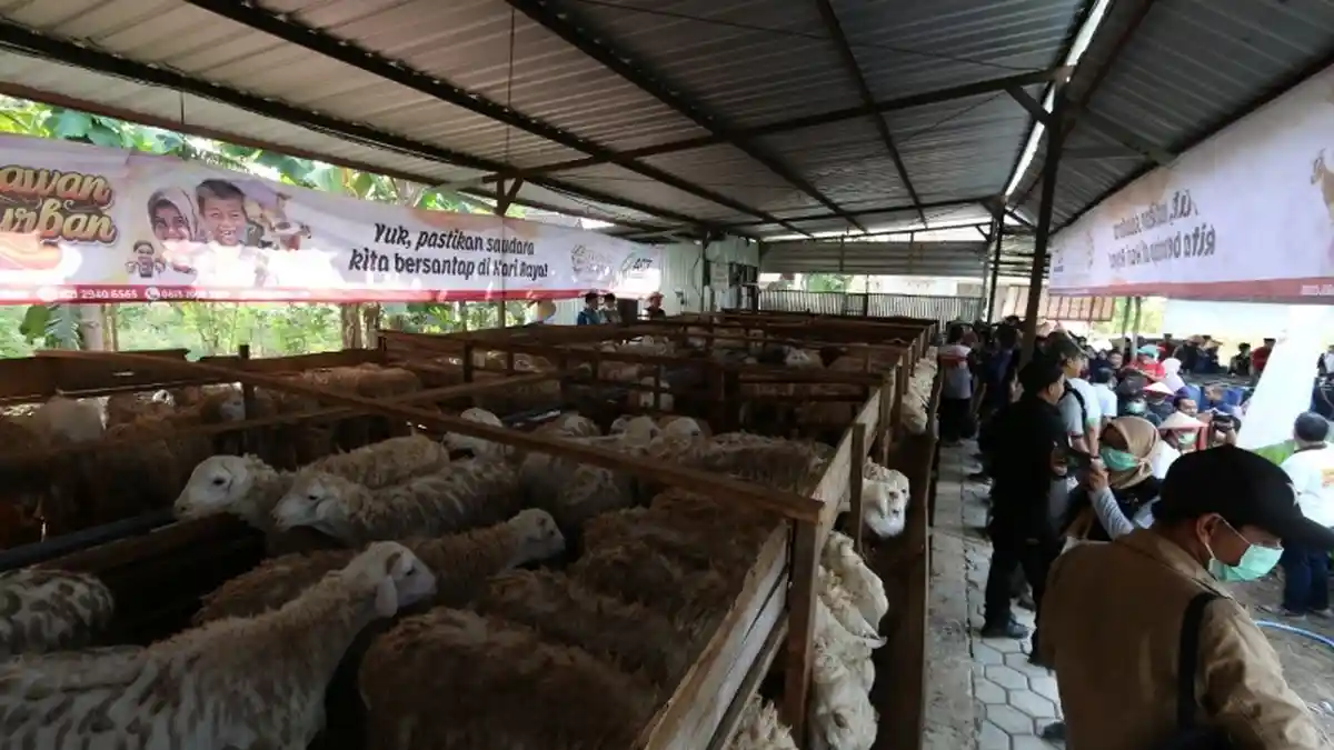 ACT Distribusikan 1000 Kambing Kurban di DIY, Paling Banyak Kulon Progo dan Gunungkidul